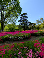 Imperial Palace East National Gardens 25-5L-_3480