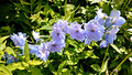 Green Bay Botanical Garden 22-7L-_0689