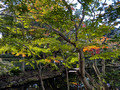Hotel New Otani Tokyo Garden Tower,Chiyoda City, Tokyo, Japan 24-12L-_3016