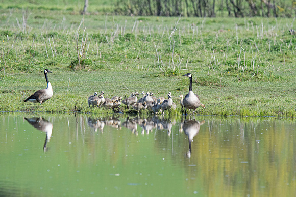 Canada Geese Gilbert Creek Wildlife Area 22-5-01296