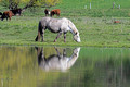 Horse Gilbert Creek Wildlife Area 22-5-01284