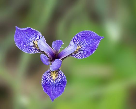 Blue Flag Iris Crex Meadows  15-6-_4295