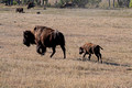 Custer State Park