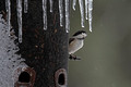 Black-capped Chickadee Canadian Hill Farm 23-2-00813