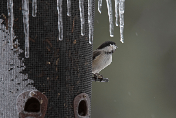 Black-capped Chickadee Canadian Hill Farm 23-2-00813