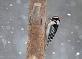 Hairy Woodpeckers Canadian Hill Farm 23-2-00748