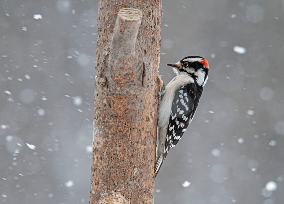 Hairy Woodpeckers Canadian Hill Farm 23-2-00748