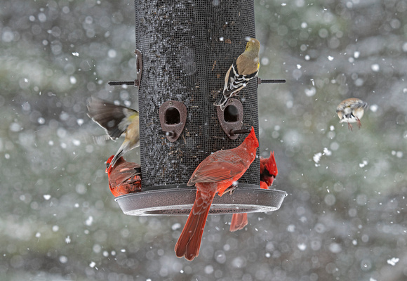 Northern Cardinals Canadian Hill Farm 23-2-00693