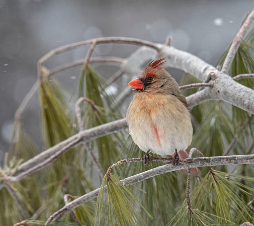 Northern Cardinals Canadian Hill Farm 23-2-00716