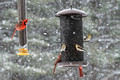 Northern Cardinals Canadian Hill Farm 23-2-00713