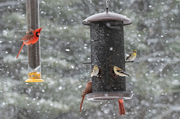 Northern Cardinals Canadian Hill Farm 23-2-00713