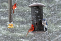 Northern Cardinals Canadian Hill Farm 23-2-00740