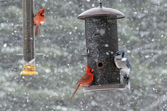 Northern Cardinals Canadian Hill Farm 23-2-00740