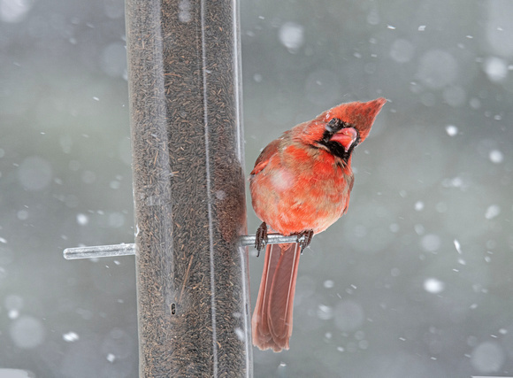 Northern Cardinals Canadian Hill Farm 23-2-00764