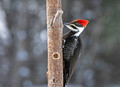 Pileated Woodpecker Canadian Hill Farm 23-2-00796