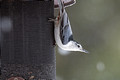 White Breasted Nuthatch Canadian Hill Farm 23-2-00817