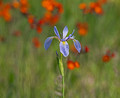 Blue Flag Iris Crex Meadows Wildlife Area 23-6-00779