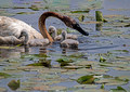 Trumpeter Swan Cygnets Crex Meadows Wildlife Area 23-6-00834