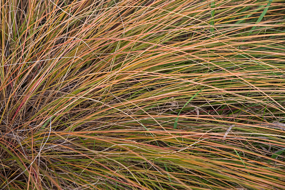 Grass Devils Lake State Park 15-10-_4411