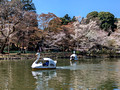 Inokashira Park Tokyo, Japan   23-3L-_5255