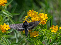 Sphinx moth Crex Meadows Wildlife Area 23-6-00748