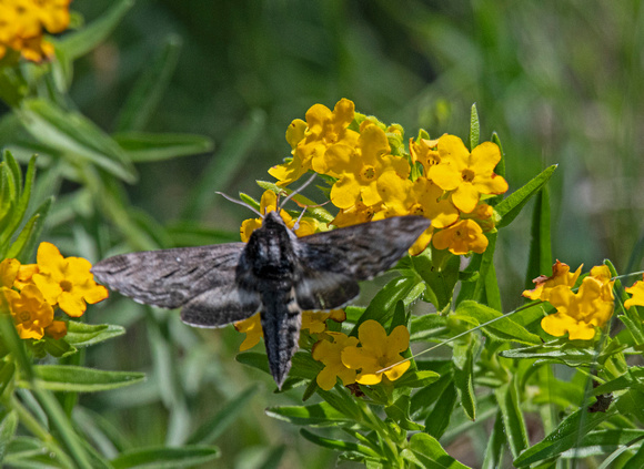 Sphinx moth Crex Meadows Wildlife Area 23-6-00748