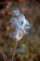 Milkweed Crex Meadows Wildlife Area 21-11-02630