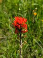 Indian Paintbrush Crex Meadows Wildlife Area 23-6P-_0471