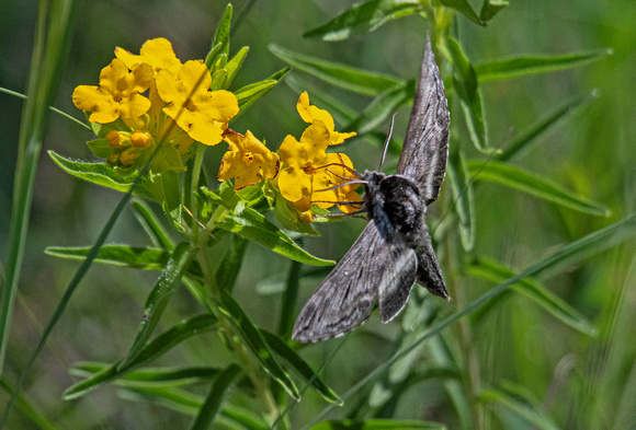 Sphinx moth Crex Meadows Wildlife Area 23-6-00745