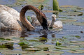 Trumpeter Swan Cygnets Crex Meadows Wildlife Area 23-6-00821