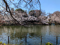 Inokashira Park Tokyo, Japan   23-3L-_5250
