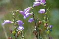 Large-flowered Beardtongue Crex Meadows Wildlife Area 23-6-00794