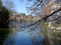 Inokashira Park Tokyo, Japan   23-3P-_2848