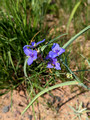 Spiderwort Crex Meadows Wildlife Area 23-6P-_0474