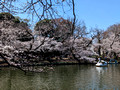 Inokashira Park Tokyo, Japan   23-3L-_5251