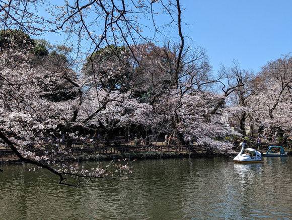 Inokashira Park Tokyo, Japan   23-3L-_5251