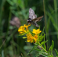 Sphinx moth Crex Meadows Wildlife Area 23-6-00757