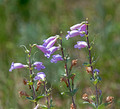 Large-flowered Beardtongue Crex Meadows Wildlife Area 23-6-00787