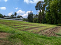 Gourmet Farms Silang, Cavite, Philippines  Tagaytay Ridge Tour Manila, Philippines 23-3L-_5027