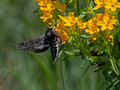 Sphinx moth Crex Meadows Wildlife Area 23-6-00762