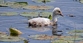 Trumpeter Swan Cygnets Crex Meadows Wildlife Area 23-6-00809