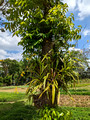 Gourmet Farms Silang, Cavite, Philippines  Tagaytay Ridge Tour Manila, Philippines 23-3L-_5030