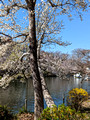 Inokashira Park Tokyo, Japan   23-3L-_5252