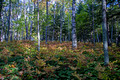 Rainbow Falls Trail Black River 21-9-01350