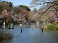 Inokashira Park Tokyo, Japan   23-3P-_2849