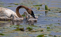 Trumpeter Swan Cygnets Crex Meadows Wildlife Area 23-6-00832