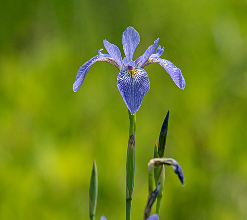Blue Flag Iris Crex Meadows Wildlife Area 23-6-00776