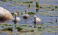 Trumpeter Swan Cygnets Crex Meadows Wildlife Area 23-6-00826