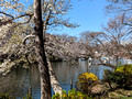 Inokashira Park Tokyo, Japan   23-3L-_5253