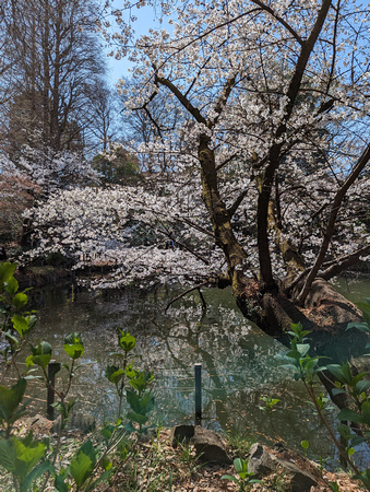 Inokashira Park Tokyo, Japan   23-3L-_5258